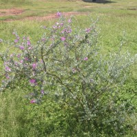 Leucophyllum frutescens (Berland.) I.M.Johnst.